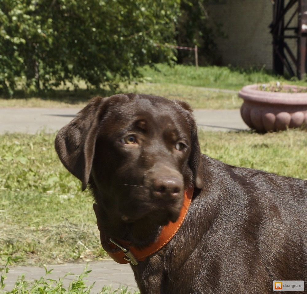 Клеймо лабрадоров. Клеймо лабрадоров. Клеймо лабрадоров. Лабрадор нечистокровный. Клеймо на животе у собаки.